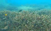 Khao Na Yak : Snorkeling & Beach