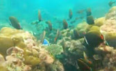 Khao Na Yak : Snorkeling & Beach