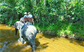 Khao Sok Safari-Unique