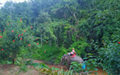 Khao Sok Safari-Unique