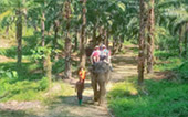 Khao Sok Safari-Unique