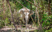 Khao Sok Safari-Unique