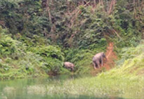 Khao Sok Safari-Unique