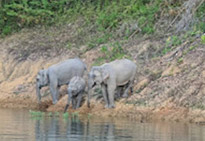 Khao Sok Safari-Unique