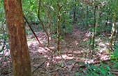 Khao Sok Safari-Unique