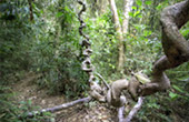 Khao Sok Safari-Unique