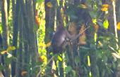 Khao Sok Safari-Unique