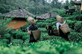 Mae Hong Son - Unique