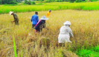 Local Beautiful Island - Yao Yai